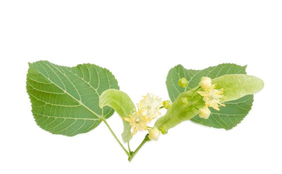 Two inflorescence of the linden on a blured background of the leaves on a light background 
