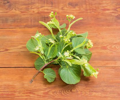 Branch of the flowering linden with leaves, flowers and buds on a surface of the old wooden planks
