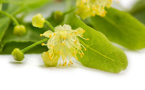 One flower of the linden closeup on a blured background of the leaves, other flowers and unblown buds on a light background 
