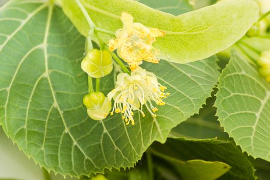 Background of the inflorescence of the linden with flowers and unblown buds closeup on the background of a foliage
