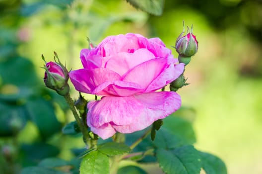 One pink flower and several buds of the Bourbon rose on the blurred background of a rose bush
