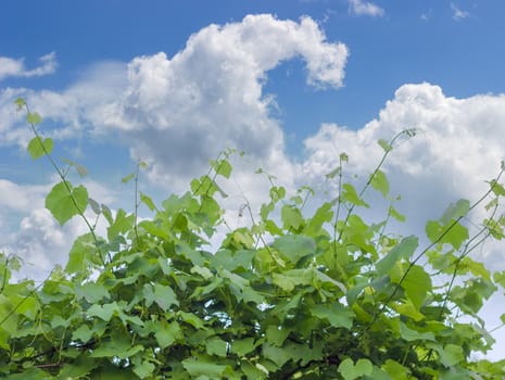 Background of vine with stems, leaves and ripening grapes on the background of the sky with clouds
