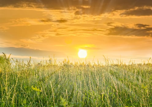 Sky with sun and clouds during sunset and high grass with ears in the foreground
