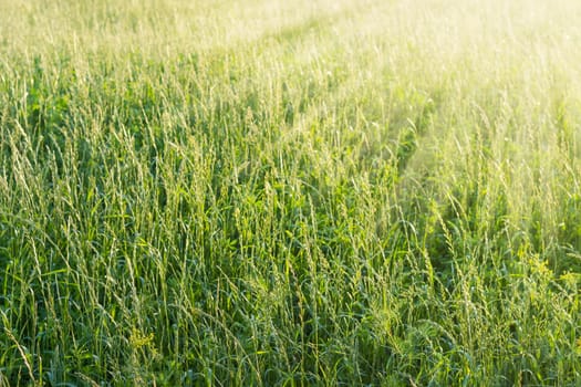 Background of the field with high grass with let out ears on the sunset at summer 
