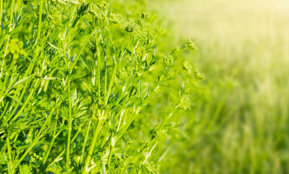 Part of the parsley bush with stems, leaves and inflorescences on a blurred background
