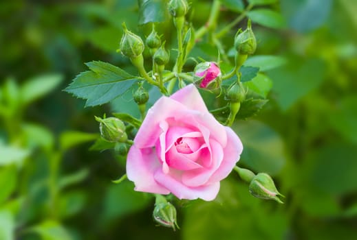 Branch with pink flower and several buds of the Bourbon rose on the blurred background of a rose bush
