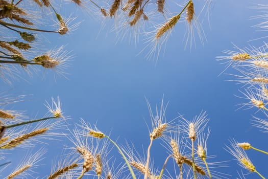 Background of the blue sky in center and stems with ears of ripe wheat around the perimeter
