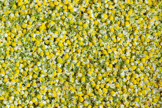 Background of the picked flowers of the wild chamomile during drying
