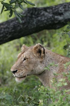 Lion wild dangerous mammal africa savannah Kenya