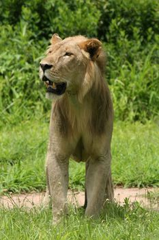 Lion wild dangerous mammal africa savannah Kenya