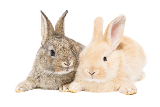 The picture shows a rabbit on a white background