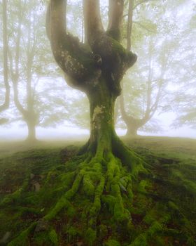 Tree roots at Gorbea Natural Park