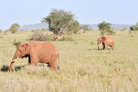 Isolated red elephant in the savannah of tsavo west park in Kenya