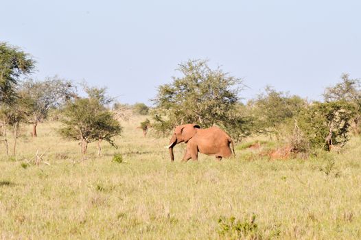 Isolated red elephant in the savannah of tsavo west park in Kenya