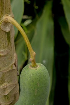 The papaya tree on a very large .organic green papaya on tree