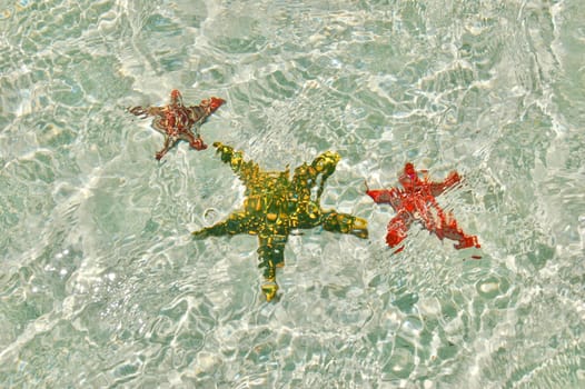Red and green big starfish underwater. Water background.