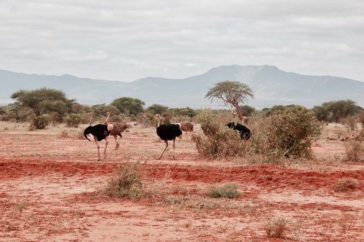 Big wild ostrich family on the safari in Kenya. Tsavo East National park.