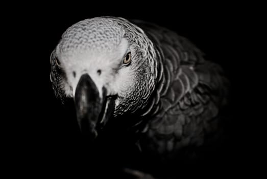 Grey bird - african grey parrot on dark scene.