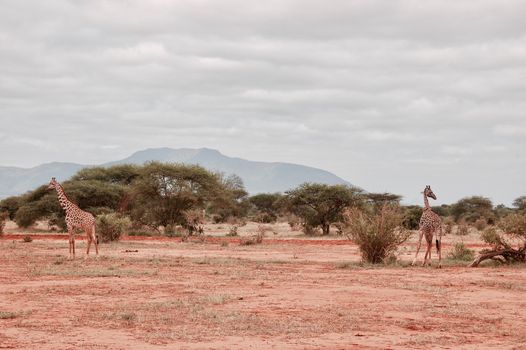 Two big and wild giraffe on the safari in natural wild park near mountain.