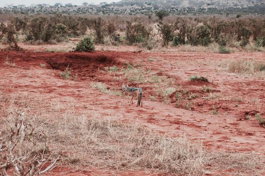 Wild small jackall on the safari in Kenya. Natural Tsavo East National park.