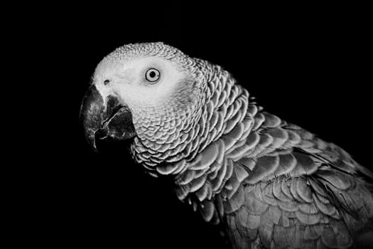 Wild african grey parrot in black scene. Talking parrot.