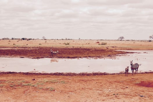 Wild zebras near water on the safari in Kenya. Tsavo East National Safari Park.