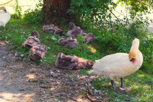 Two adult swans and seven swan children on the shore of a pond in Heiligenhaus, Germany.