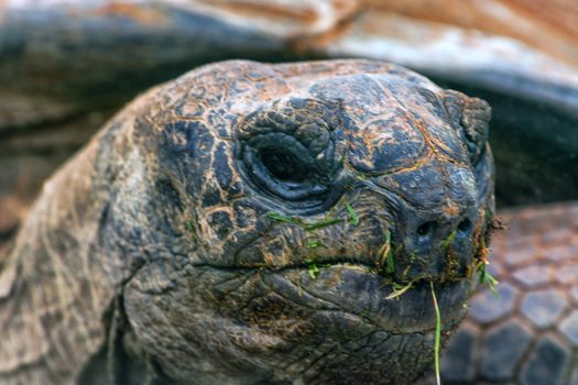 Giant turtle on the Seychelles in the Indian Ocean.