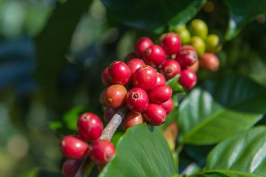 Arabica and Robusta tree in Coffee plantation.