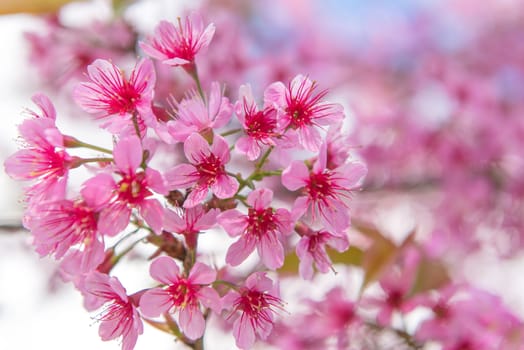 pink cherry or Thai sakura blooming during winter at Chiang Mai Thailand.