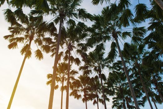 Coconut palm trees in tropical beach Thailand.