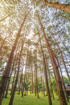 Bottom view of trunks trees in a pine forest.