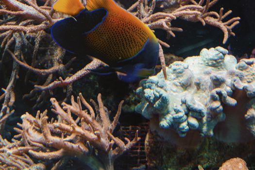 Underwater shot, fish in an aquarium with coral and sea anemone.