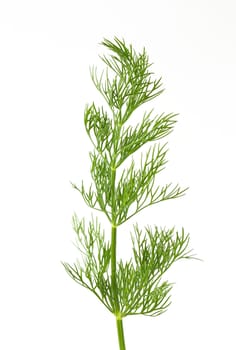 Fresh dill weed on white background