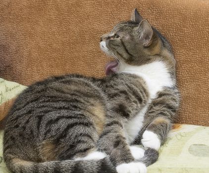 Gray tabby cat with green eyes licks itself with pink tongue