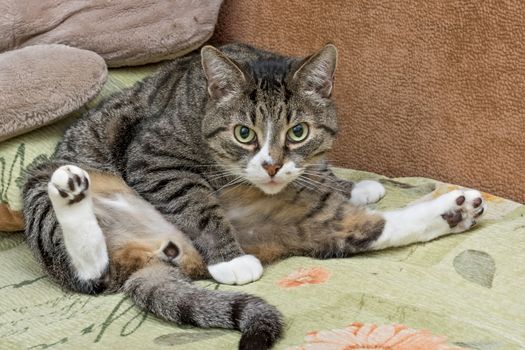 Gray tabby cat with green eyes sitting in a funny pose spreading paws and looking into the camera