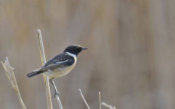 Whinchat, Saxicola rubetra in summer field