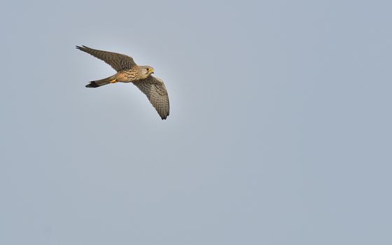 Common Kestrel, Falco tinnunculus on blue sky