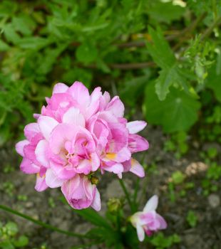 Pretty pink freesia growing in a flower bed with lush foliage beyond