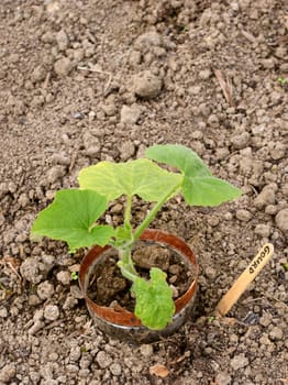 Young ornamental gourd plant grows in a vegetable bed, labelled with a wooden stick - with copy space