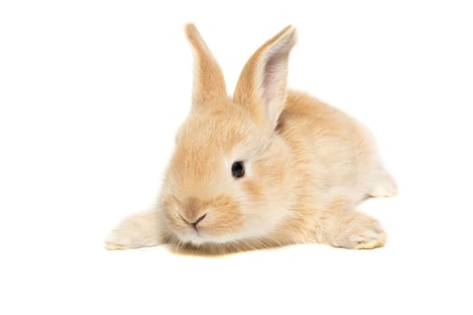 The picture shows a rabbit on a white background