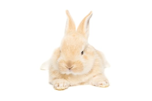 The picture shows a rabbit on a white background