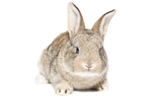 The picture shows a rabbit on a white background