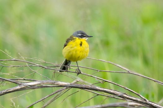The photograph shows a wagtail on a branch