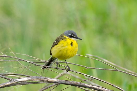 The photograph shows a wagtail on a branch