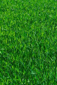 The picture shows the texture of the green grass