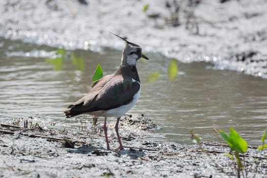 The picture shows a lapwing on the grass
