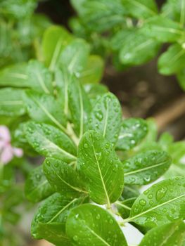 COLOR PHOTO OF RAINDROPS ON LEAVES UNDER SUNLIGHT