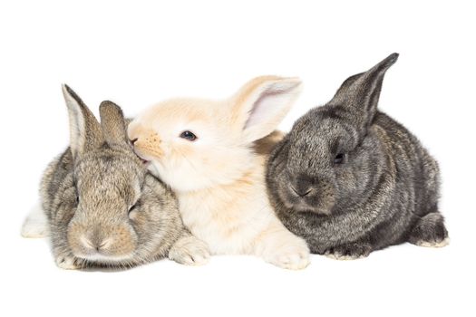 The picture shows a rabbit on a white background