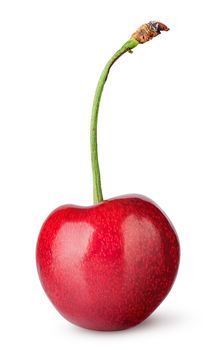 Single sweet cherry vertically isolated on white background